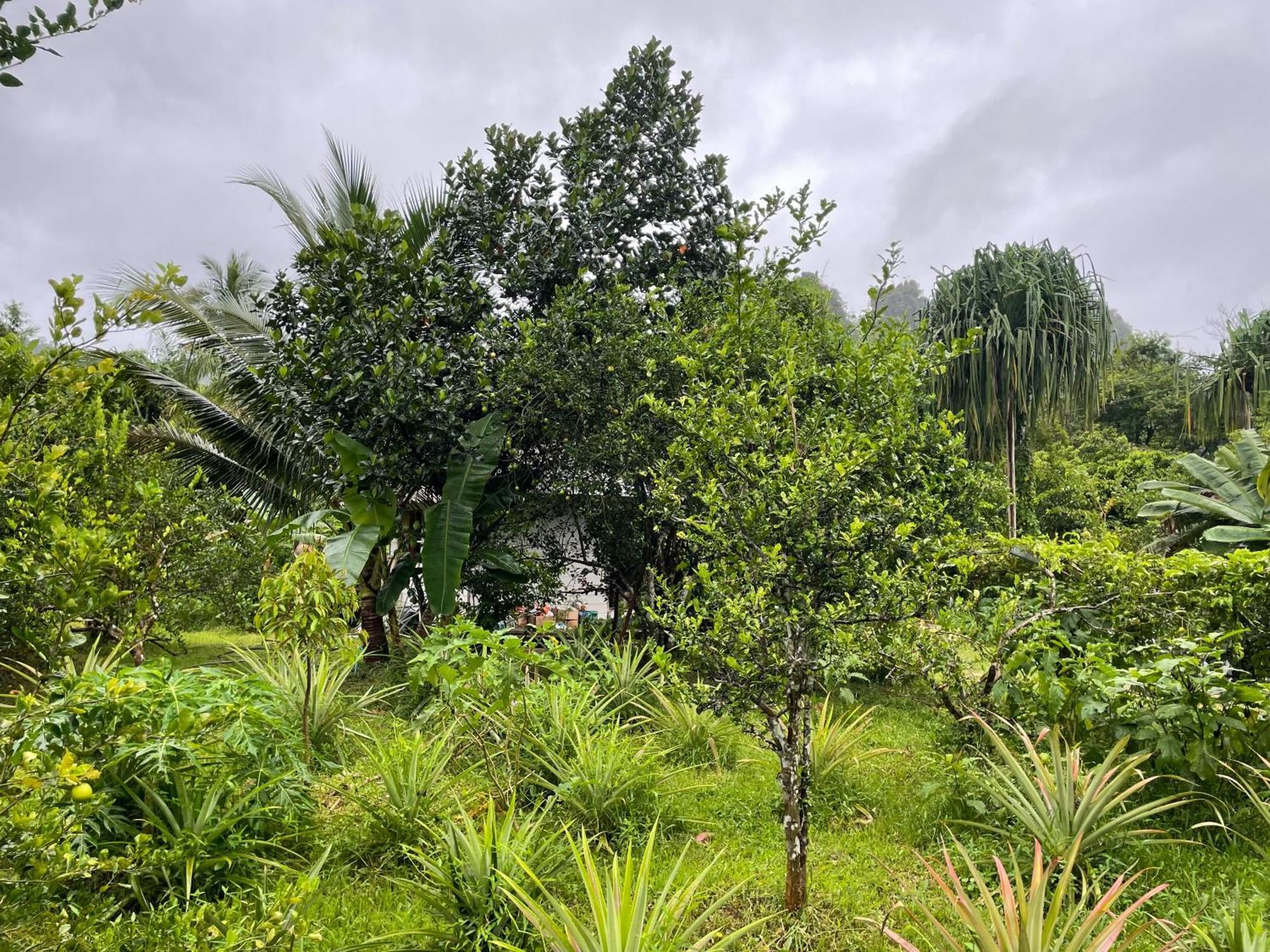 Khaosok Farmstay Khao Sok National Park Екстер'єр фото